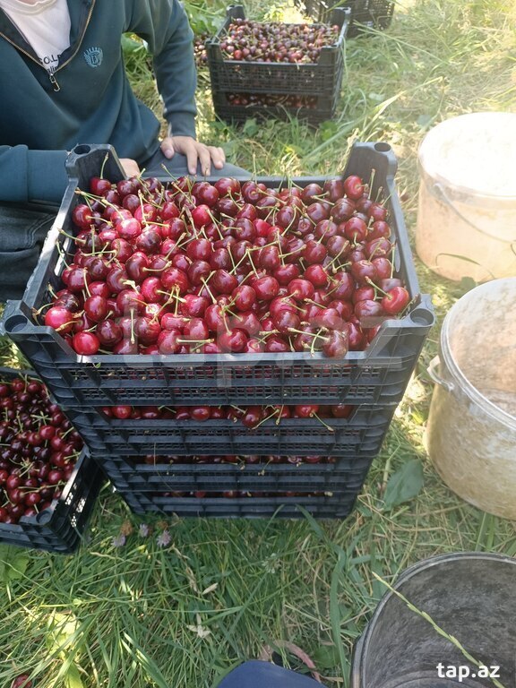 1.22 sot torpaq sahəsi, Quba r. (7)