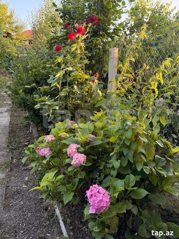 Həyət evi kirayə verilir, Quba r. (11)