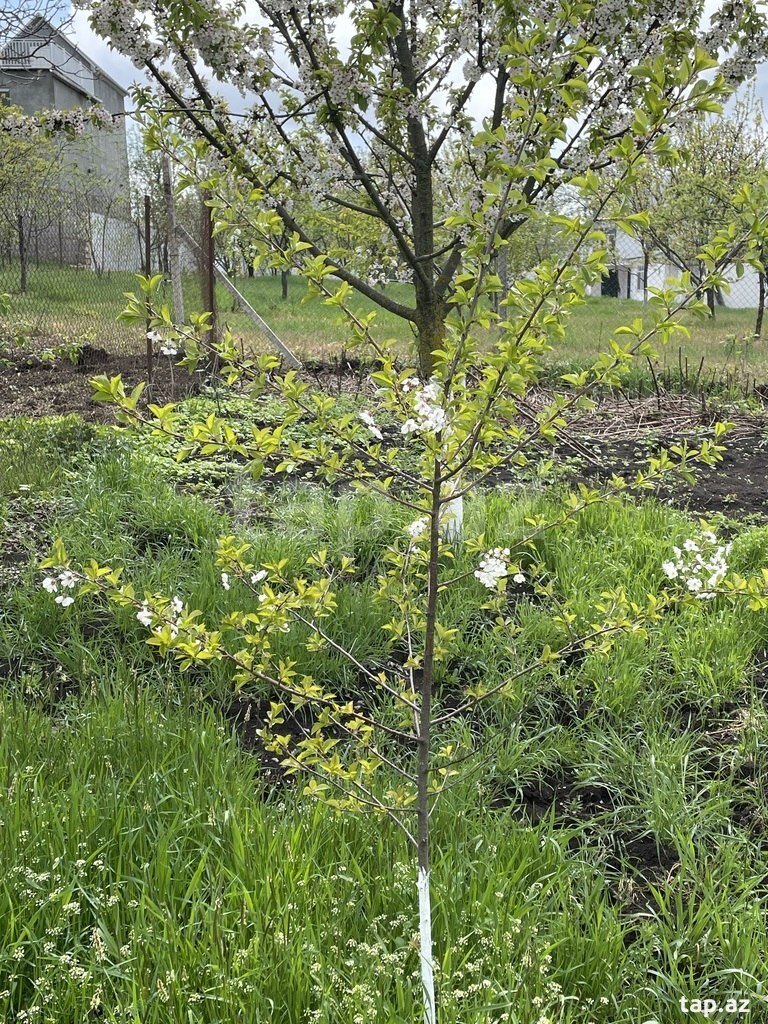 Bağ evi kirayə verilir, İsmayıllı r. (14)