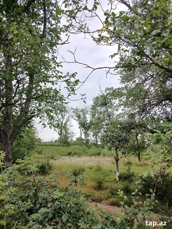 Torpaq satılır, Pirvahid, Quba