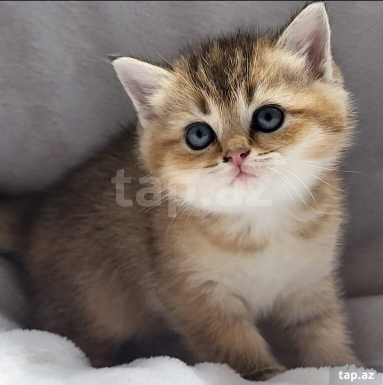 Котята шиншилла  (8)