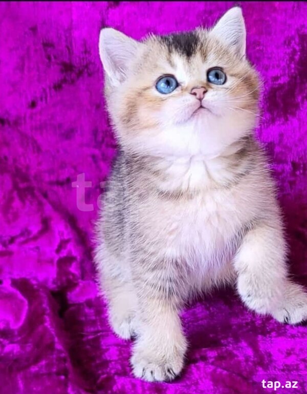 Котята шиншилла  (13)