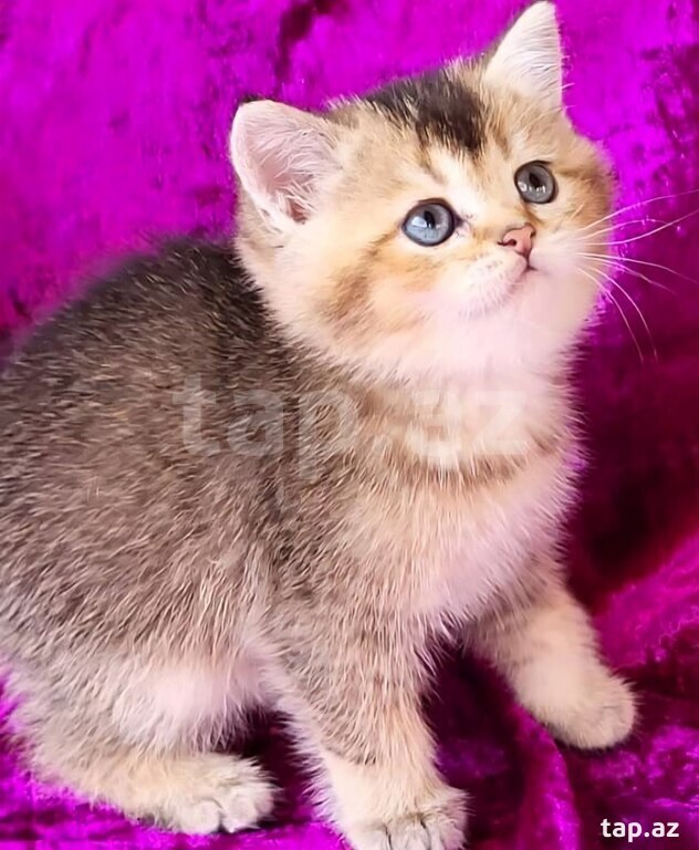 Котята шиншилла  (2)