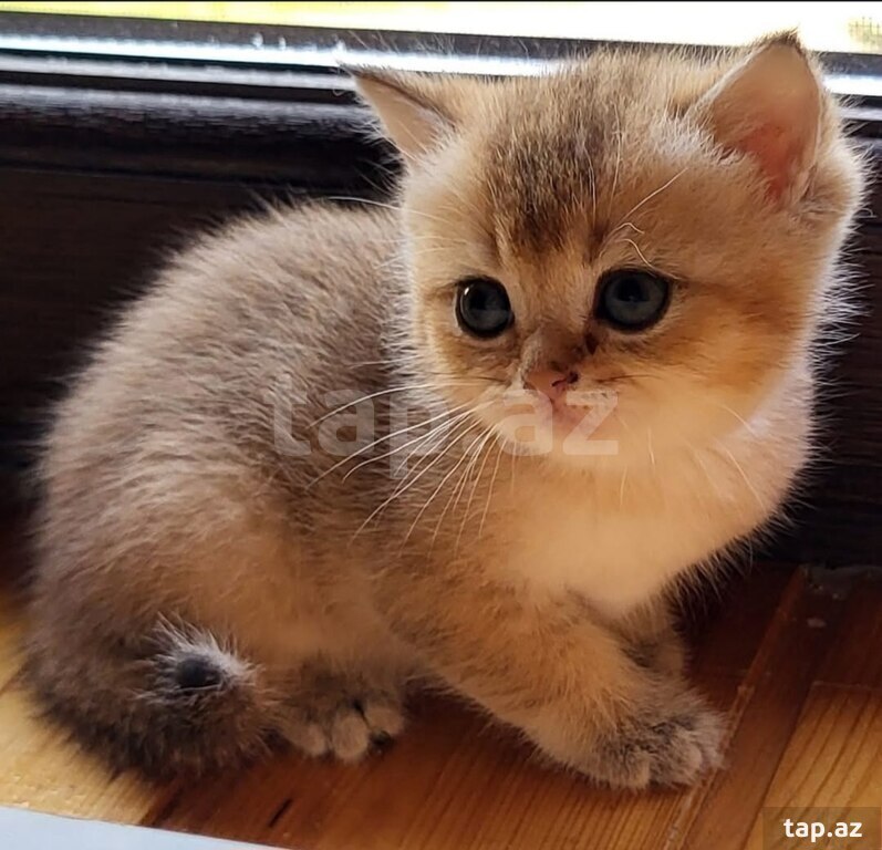 Котята шиншилла  (7)