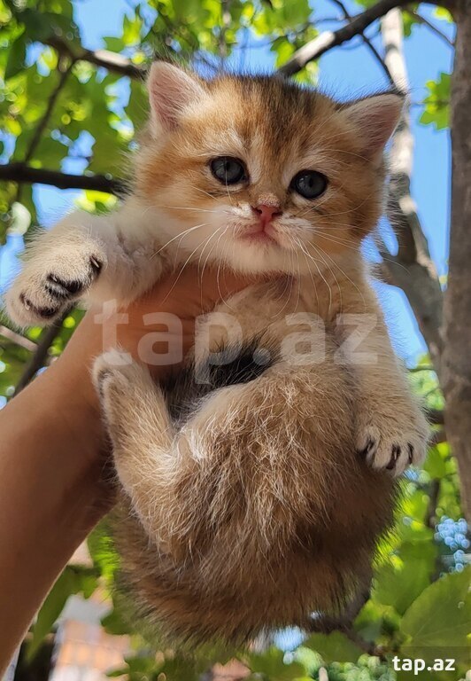 Котята шиншилла  (15)