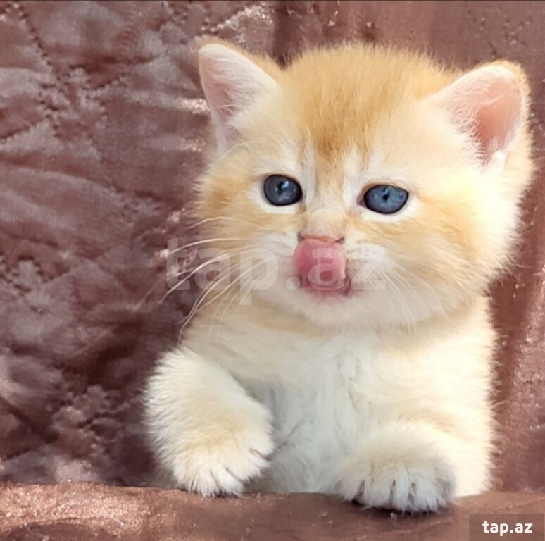 Котята шиншилла  (5)