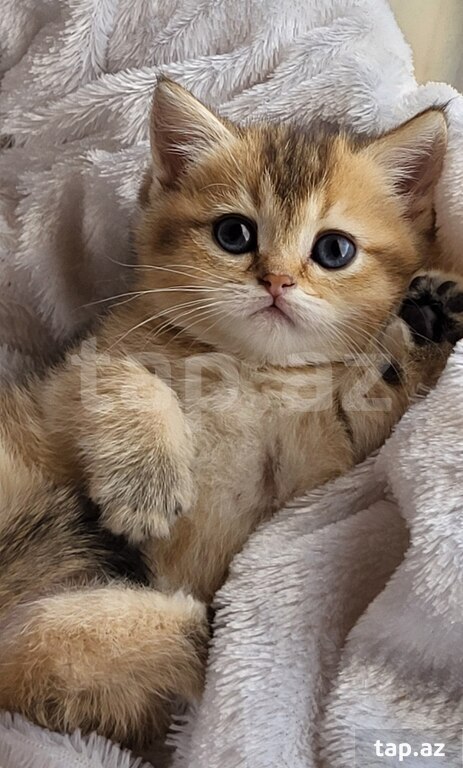 Котята шиншилла  (14)