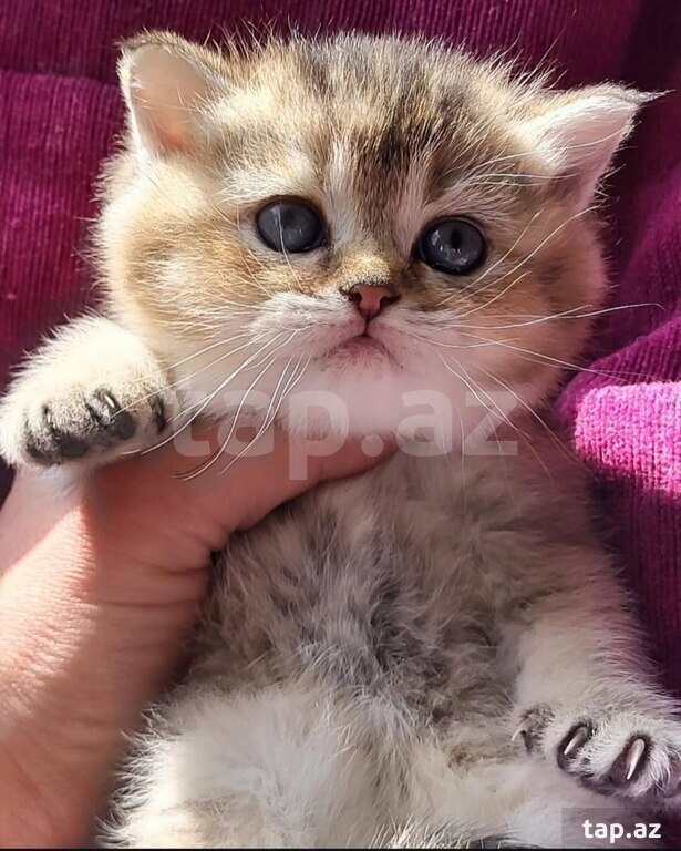 Котята шиншилла  (17)