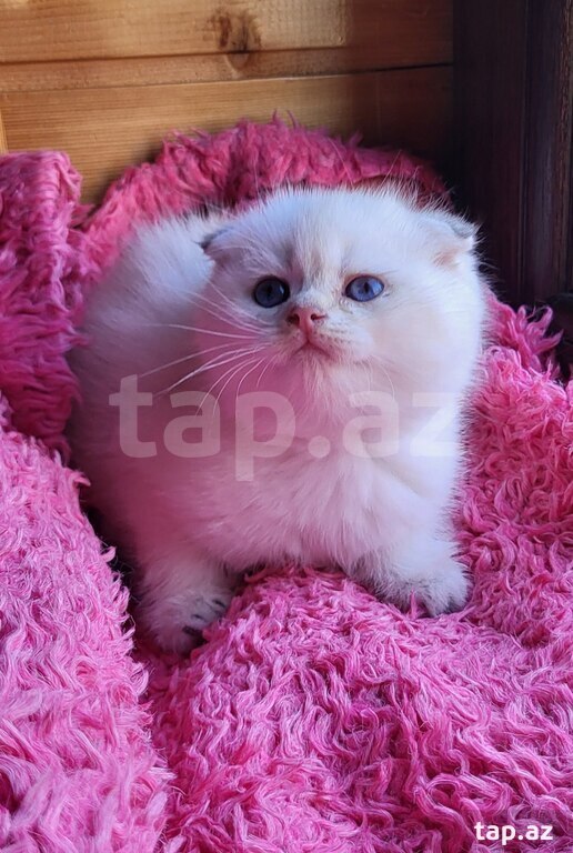 Серебристая Шиншилла  (9)