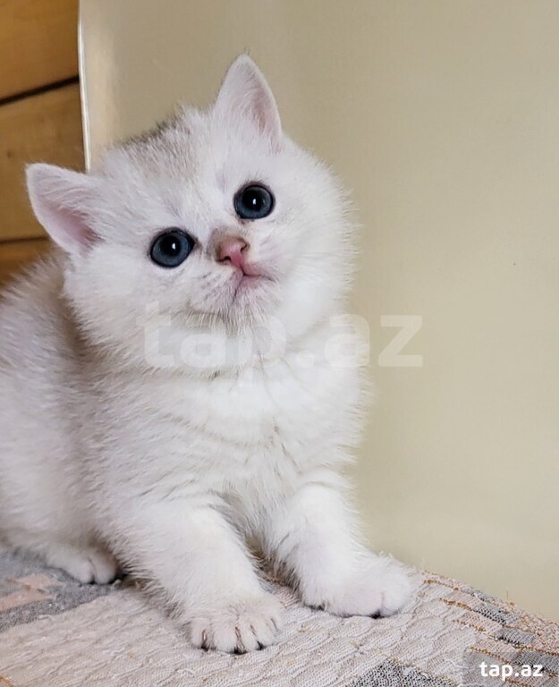 Серебристая Шиншилла  (12)