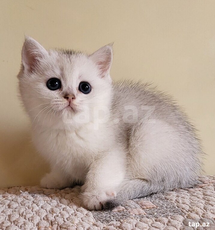 Серебристая Шиншилла  (2)