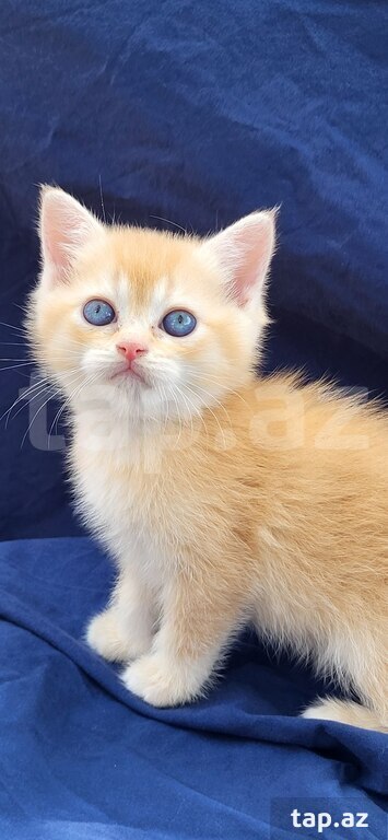 Котята шиншилла  (3)