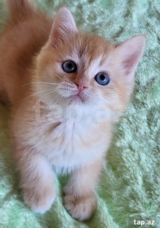 Котята шиншилла  (10)