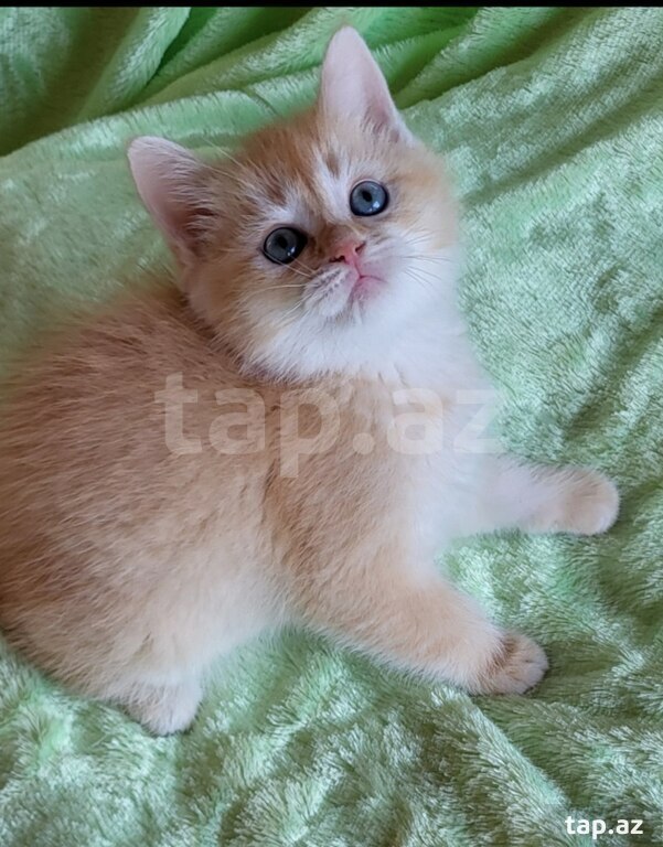 Котята шиншилла  (11)