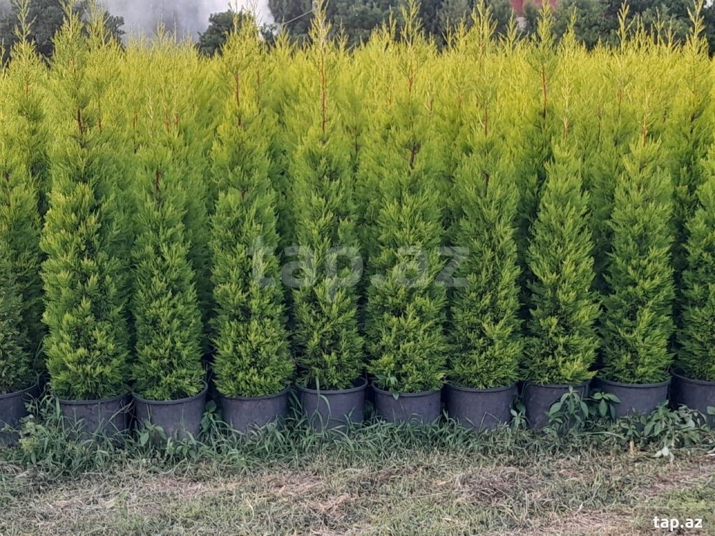 Limon şam ağacı (4)