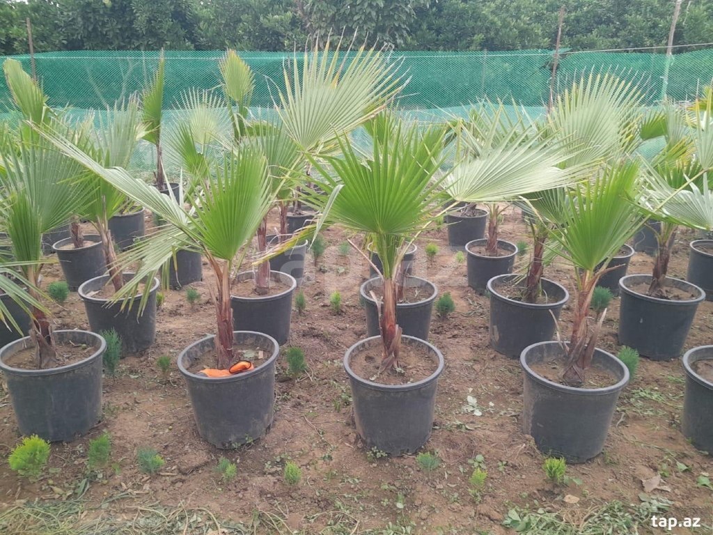 Dekorativ ağaclar və güllər  (9)