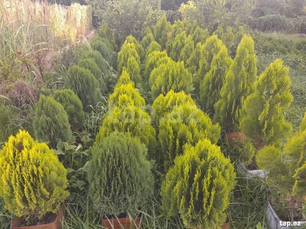 Dekorativ ağaclar və güllər  (12)
