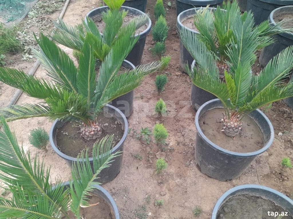 Dekorativ ağaclar və güllər  (10)