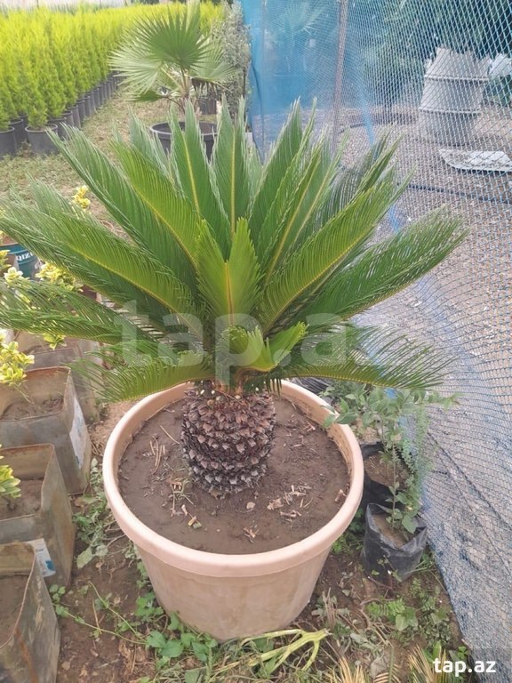 Dekorativ ağaclar və güllər 