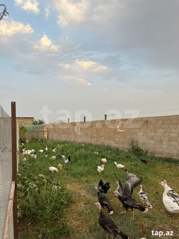 Bağ evi, Yaşma bağları (26)