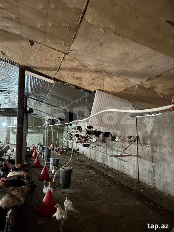 Bağ evi, Yaşma bağları (31)