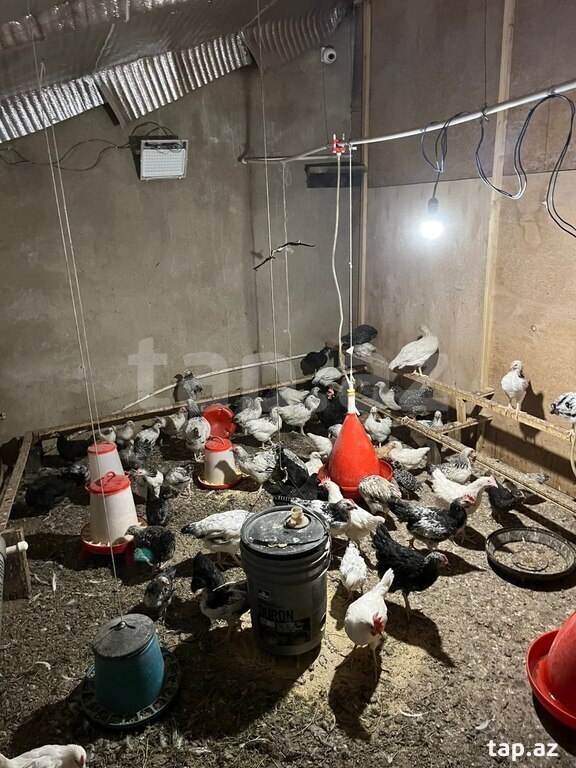 Bağ evi, Yaşma bağları (33)
