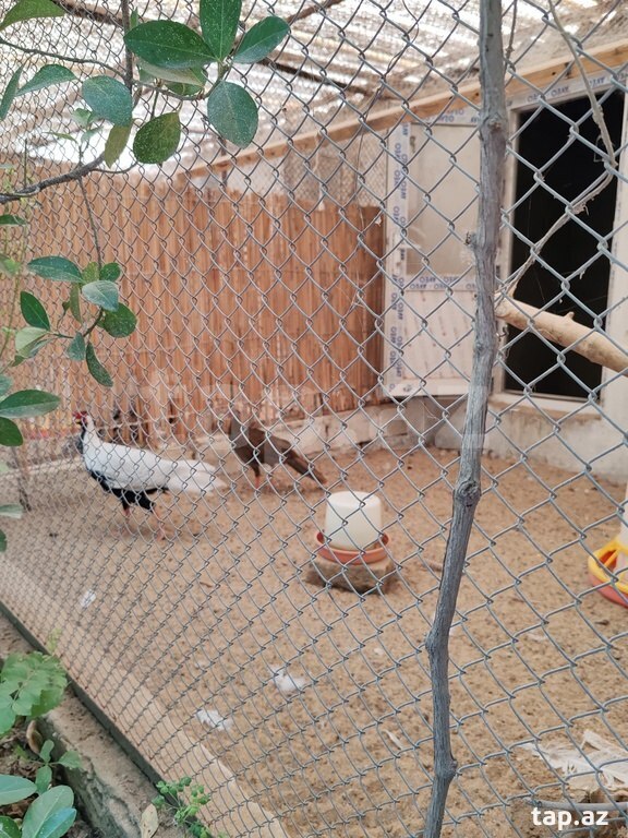 Bağ evi kirayə verilir, Nardaran qəs. (5)