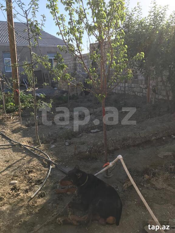 Həyət evi, Xırdalan ş.
