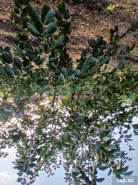 149 sot torpaq sahəsi, Bərdə r.