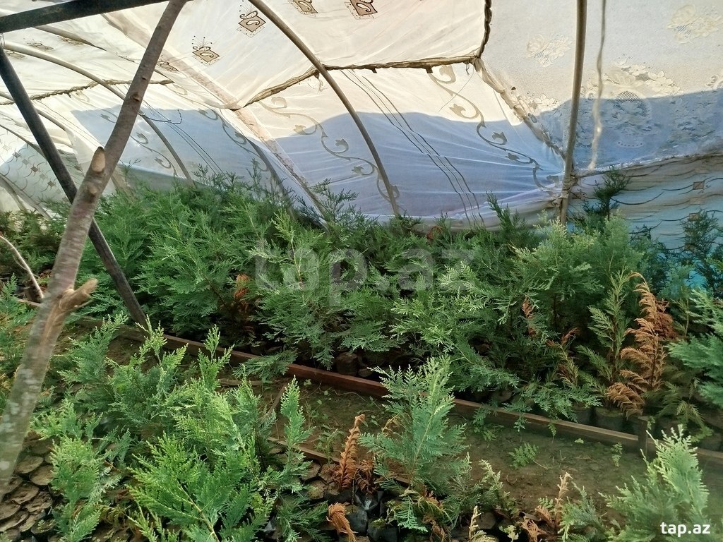 100 sot torpaq sahəsi, Lənkəran ş. (14)