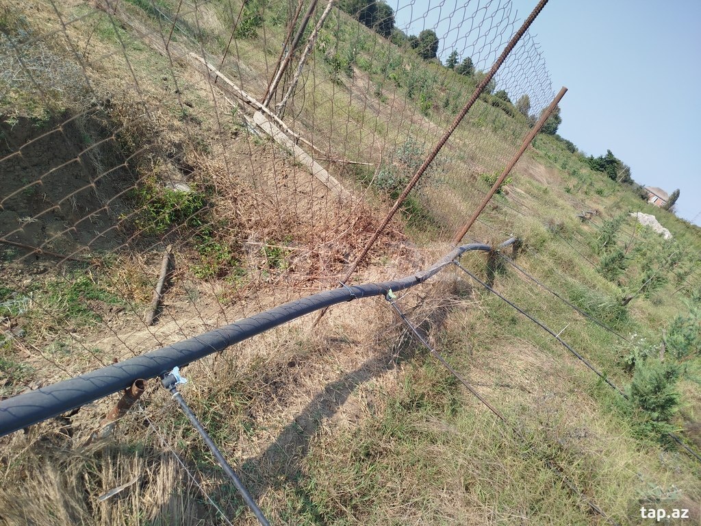 100 sot torpaq sahəsi, Lənkəran ş. (19)