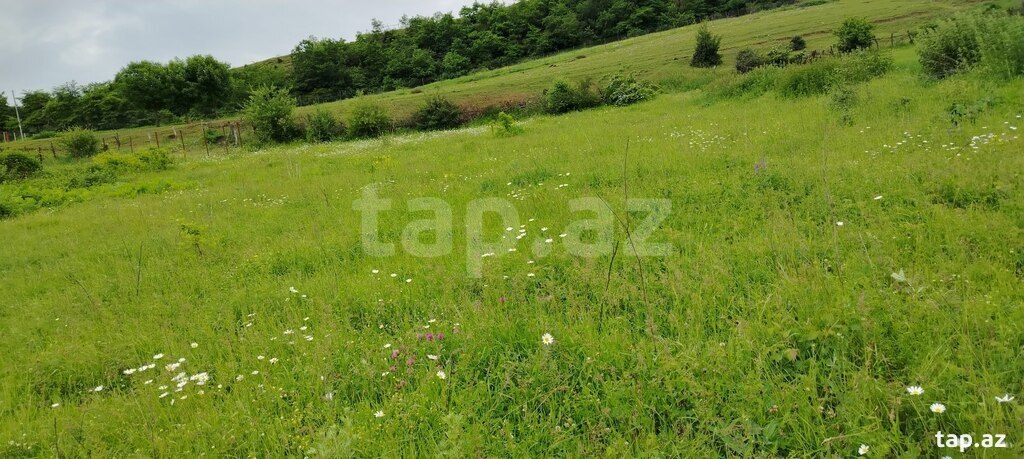 20 sot torpaq sahəsi, Qusar r. (4)