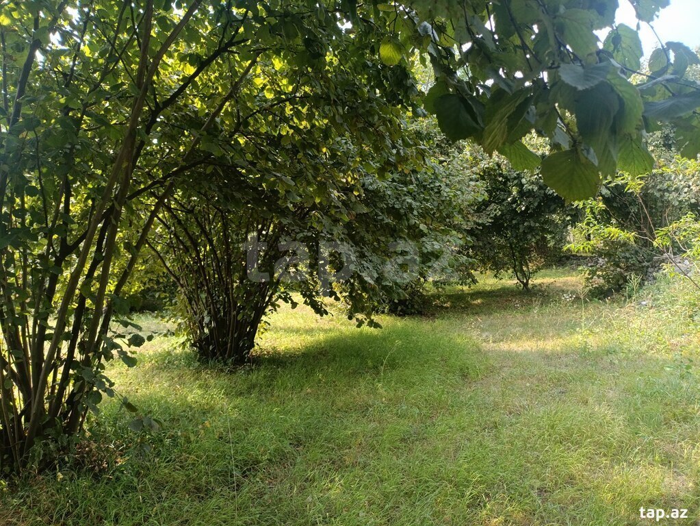 Həyət evi, Şəki ş. (8)