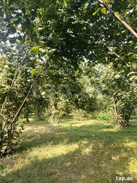 Həyət evi, Şəki ş. (9)