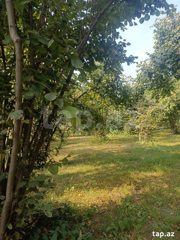 Həyət evi, Şəki ş. (10)
