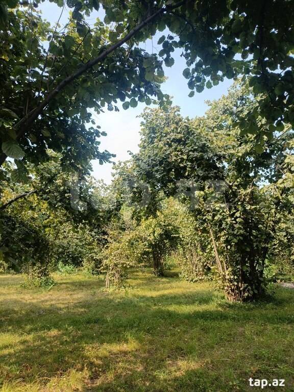Həyət evi, Şəki ş. (11)