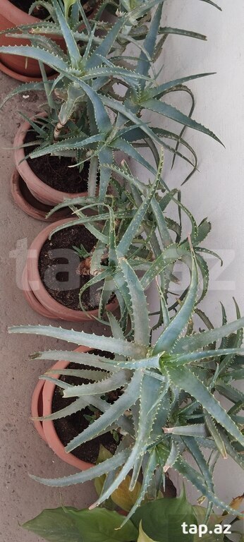 Aloe-vera gülü (4)