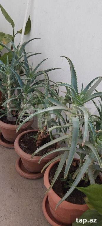 Aloe-vera gülü (2)