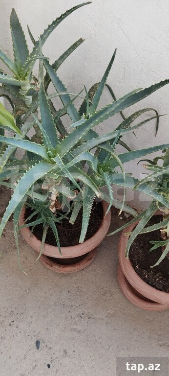 Aloe-vera gülü (3)