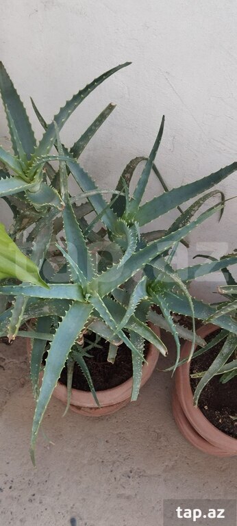 Aloe-vera gülü