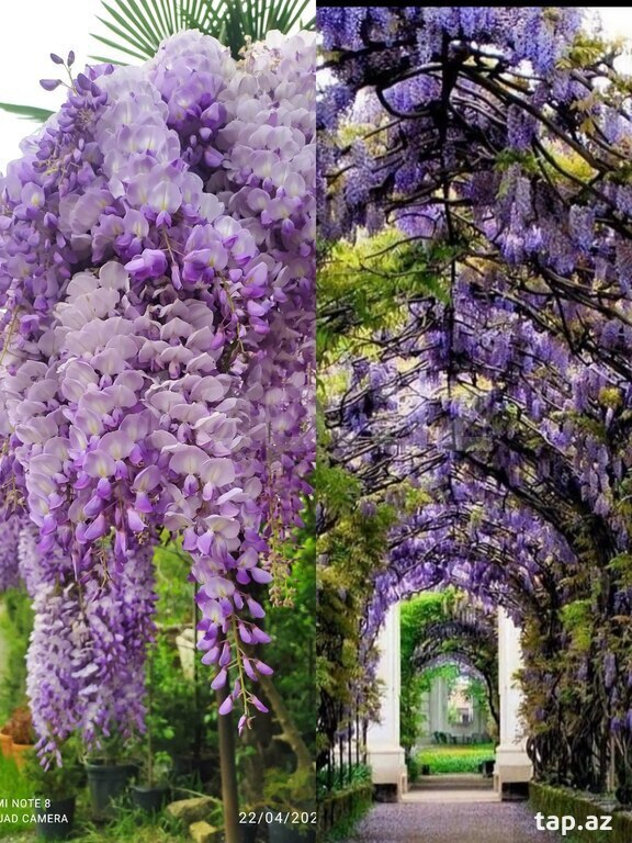 Visteriya 