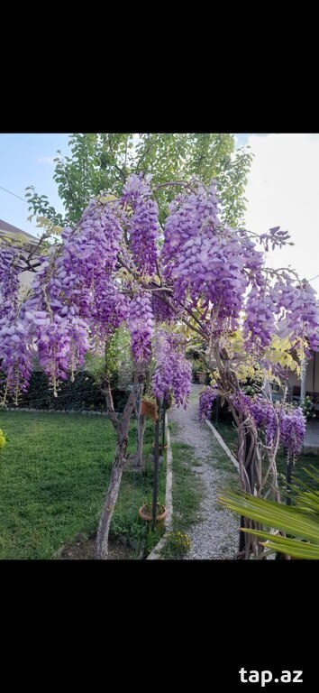 Visteriya  (2)