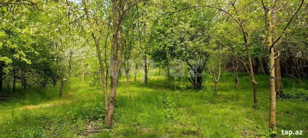 Bağ evi kirayə verilir, Lənkəran ş. (21)