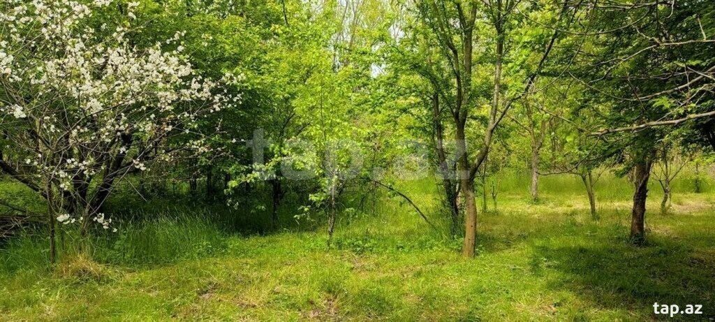 Bağ evi kirayə verilir, Lənkəran ş. (22)