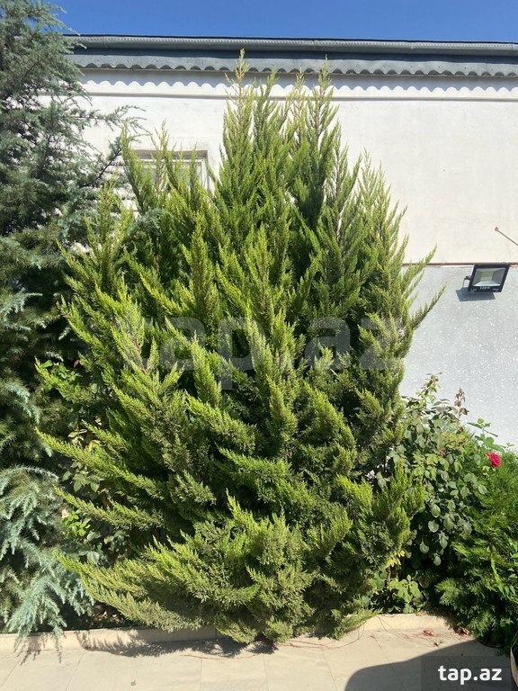 Şam ağacı
