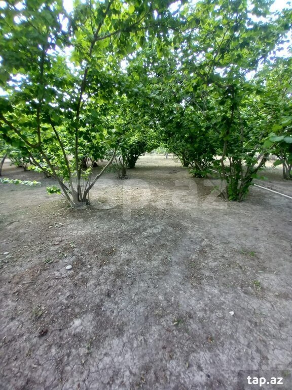 Həyət evi, Xaçmaz r.