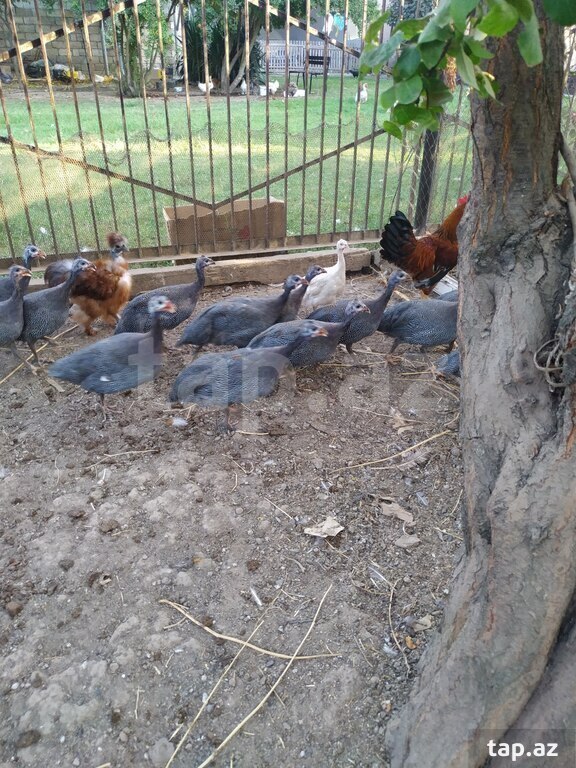 Firəng quşları (10)