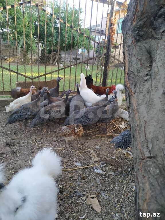 Firəng quşları (11)