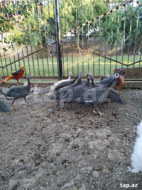 Firəng quşları (12)