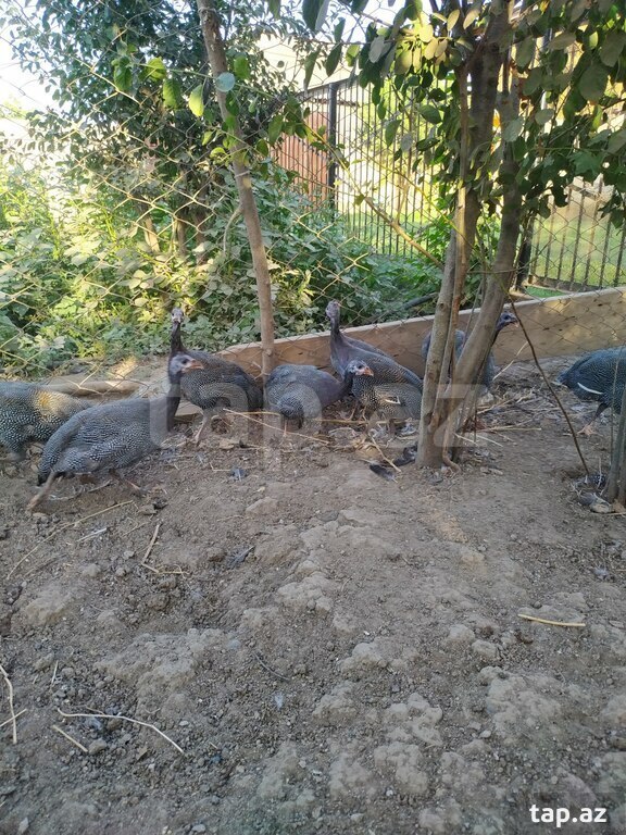 Firəng quşları (13)